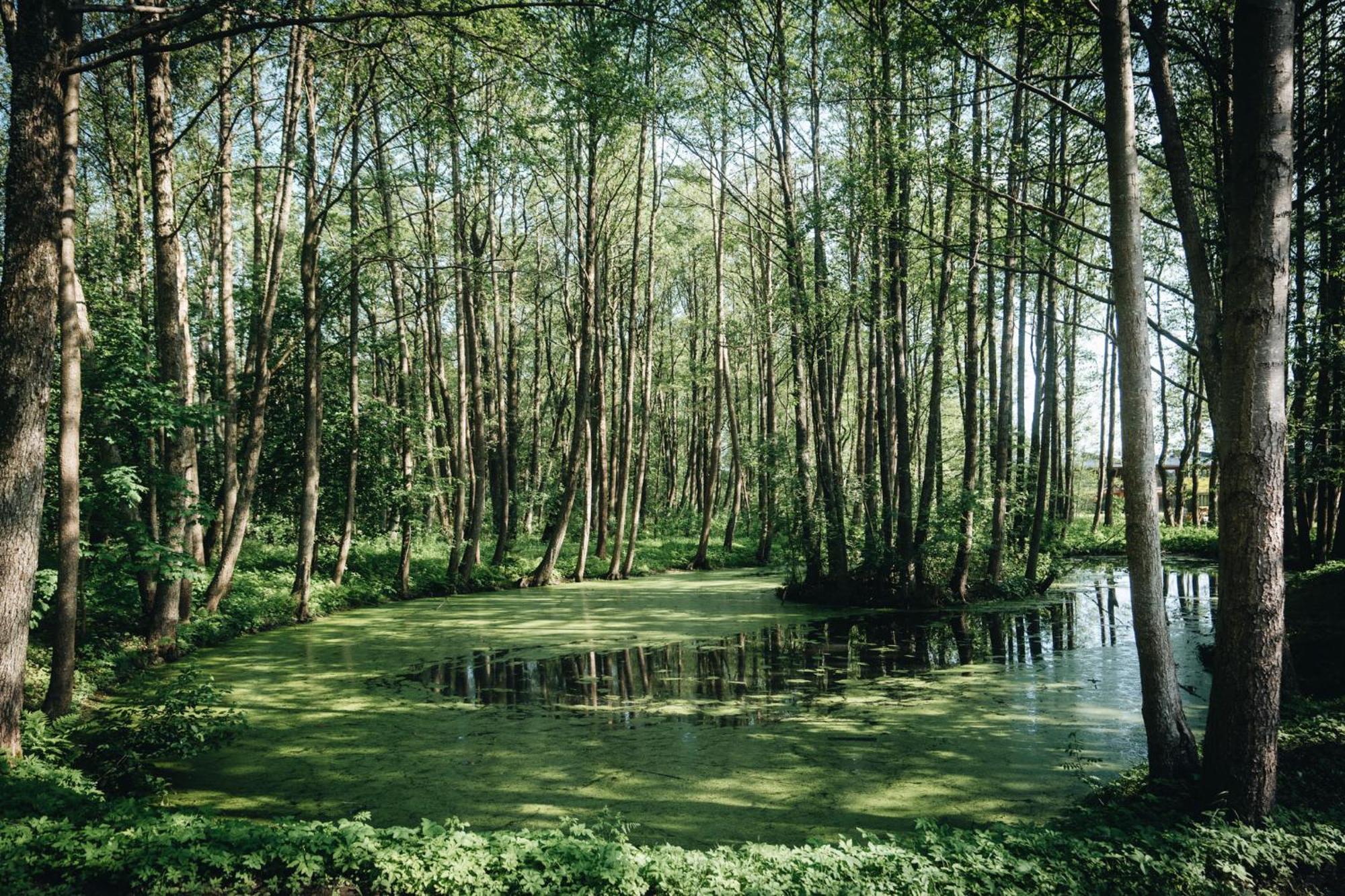 Nemirseta Forest Apartments พาลังกา ภายนอก รูปภาพ